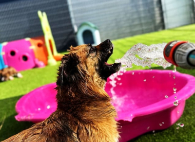 Dogmopolite Kutyakozmetika Kutyapanzió és Napközi