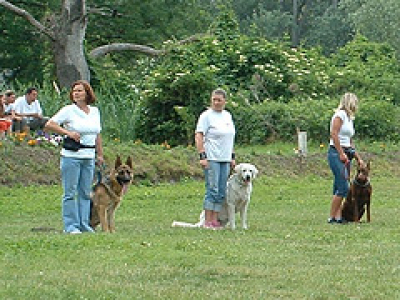 Excellent Dog Training Center kutyaiskola Budapest
